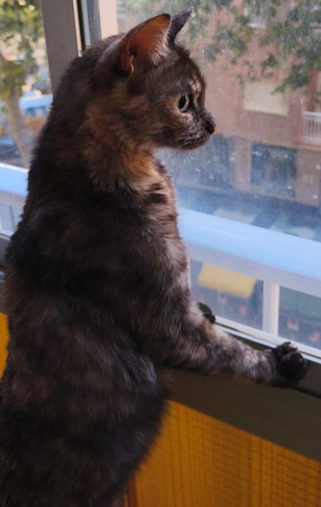 yoli2 asociación miaullidos protectora felina gatos lorquí
