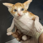gato ducha miaullidos