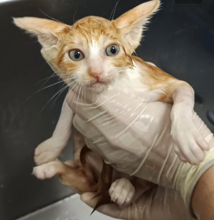 gato ducha miaullidos