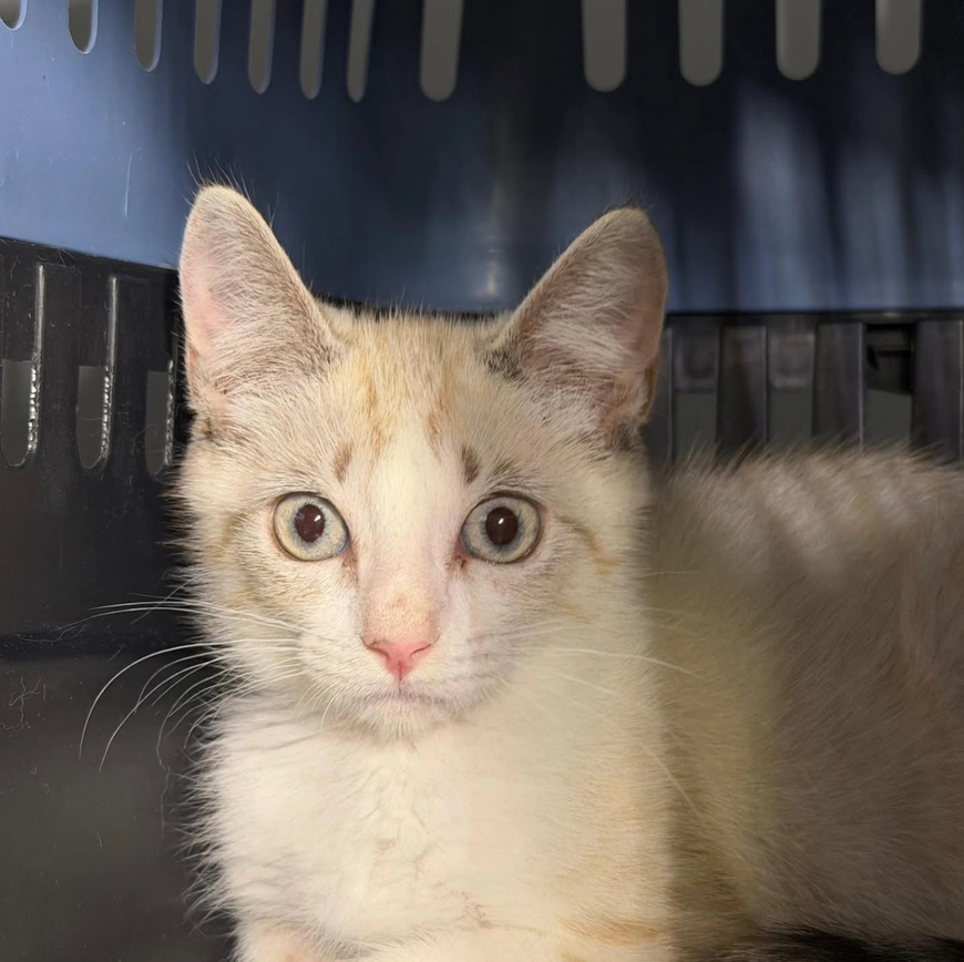 rufito gato adopcion miaullidos lorquí