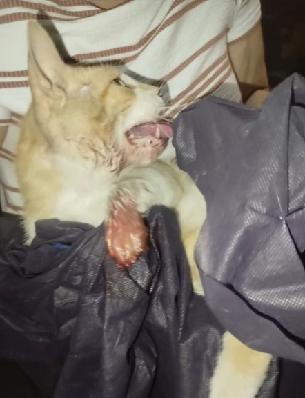 serafino gato miuallidos