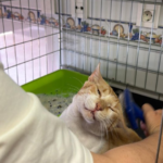 serafino gato miaullidos