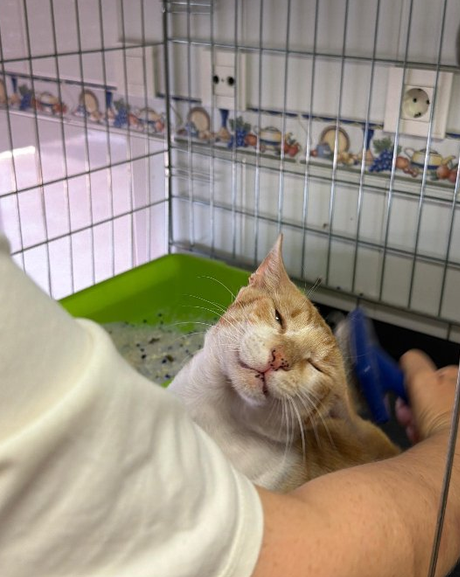 serafino gato miaullidos
