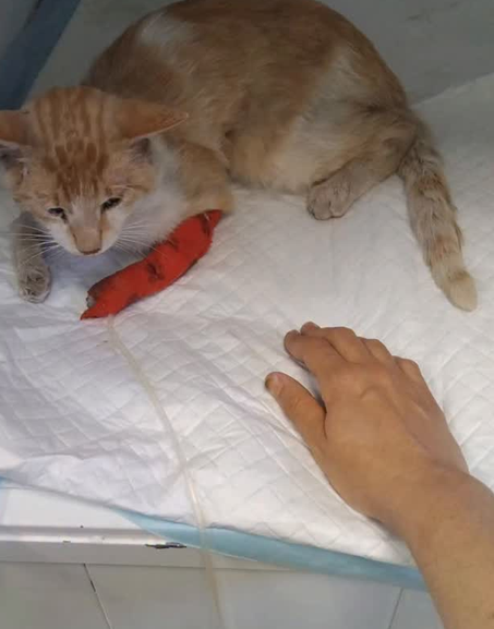 serafino gato miaullidos