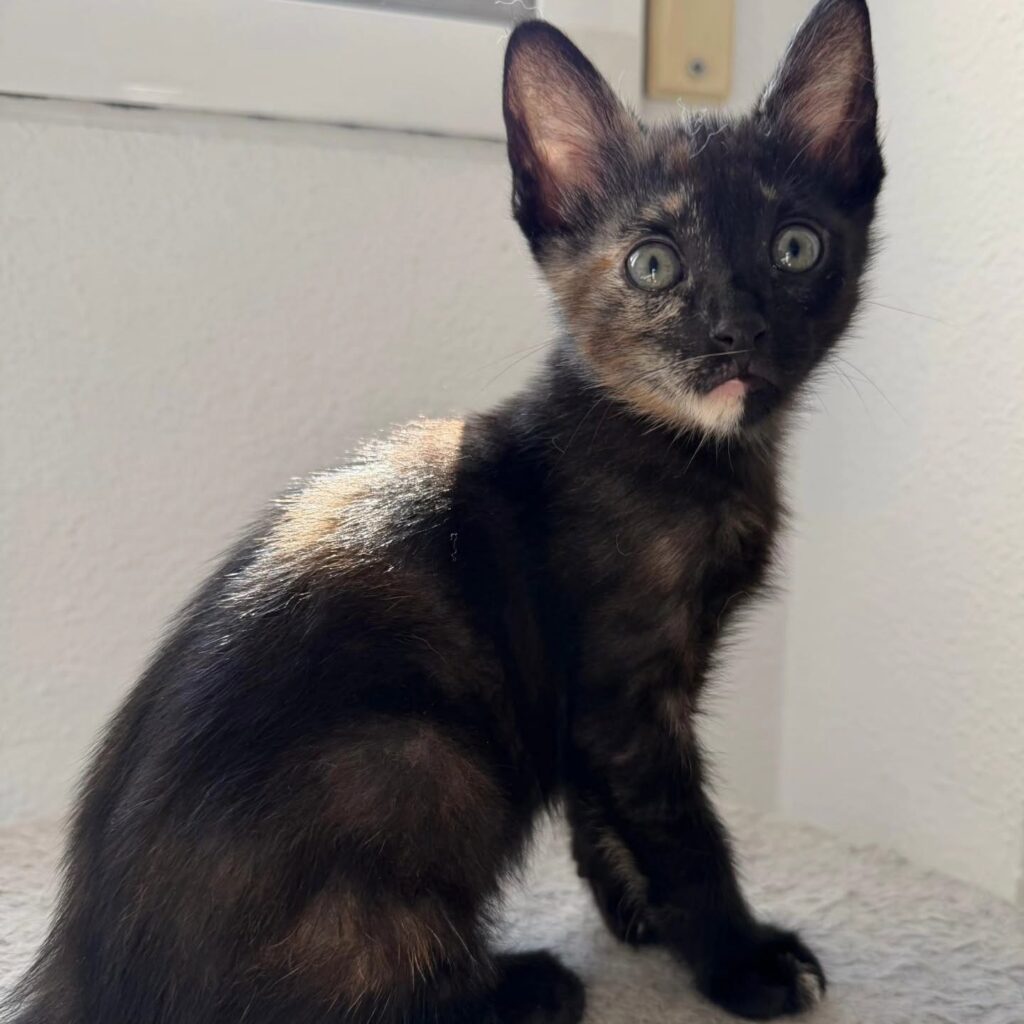 brisa gato gata miaullidos lorquí adopción