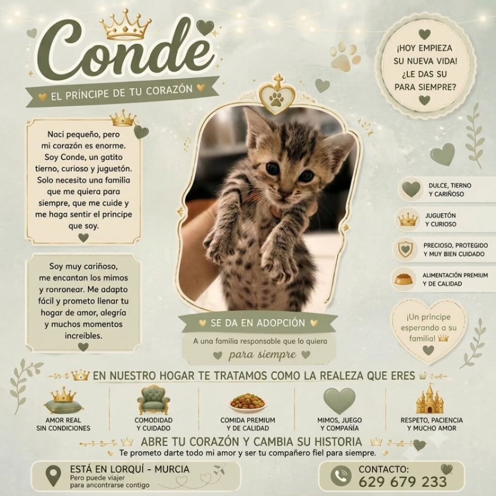 conde gato adopcion miaullidos lorqui