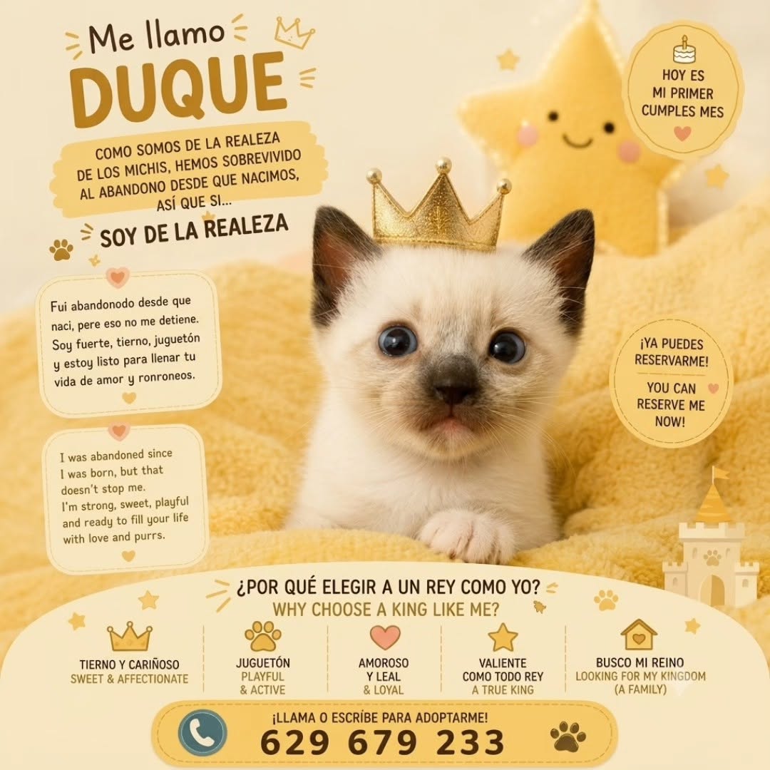 duque gato adopcion miaullidos lorqui