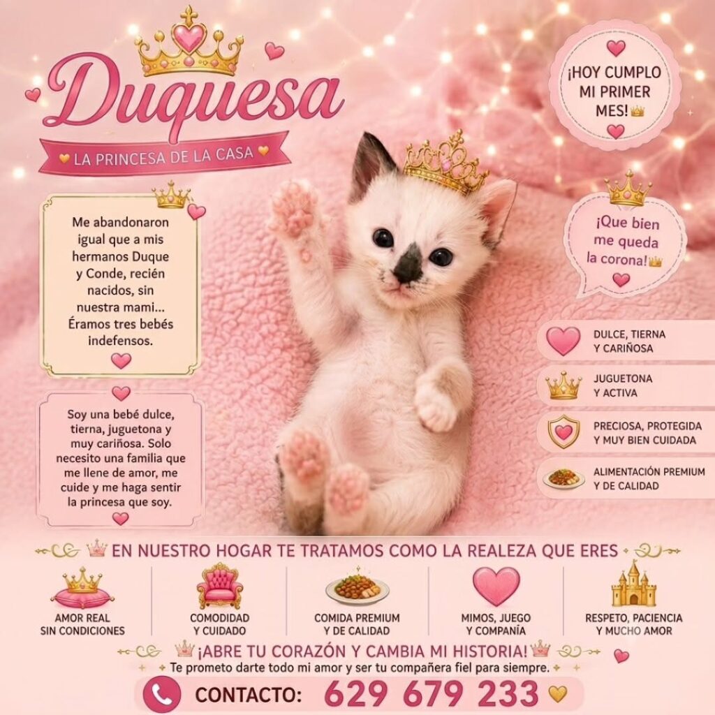duquesa gato adopcion miaullidos lorqui