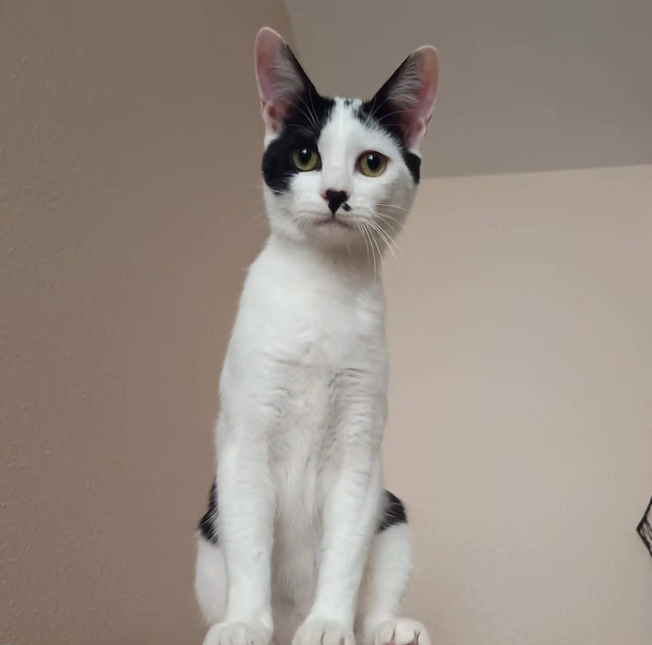 minnie gato gata adoción miaullidos lorquí