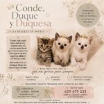 miaullidos bebe adopcion adoptar gato
