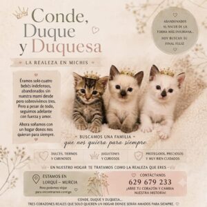 miaullidos bebe adopcion adoptar gato