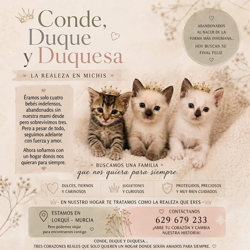 miaullidos bebe adopcion adoptar gato