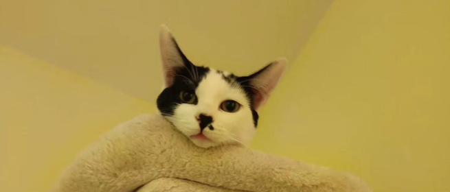 minnie miaullidos adopción gato gata lorquí