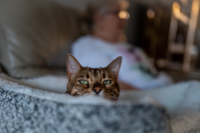 miaullidos lorquí murcia adopción adoptar gato gatos