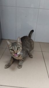 gatita perdida abandonada condomina murcia lorquí miaullidos