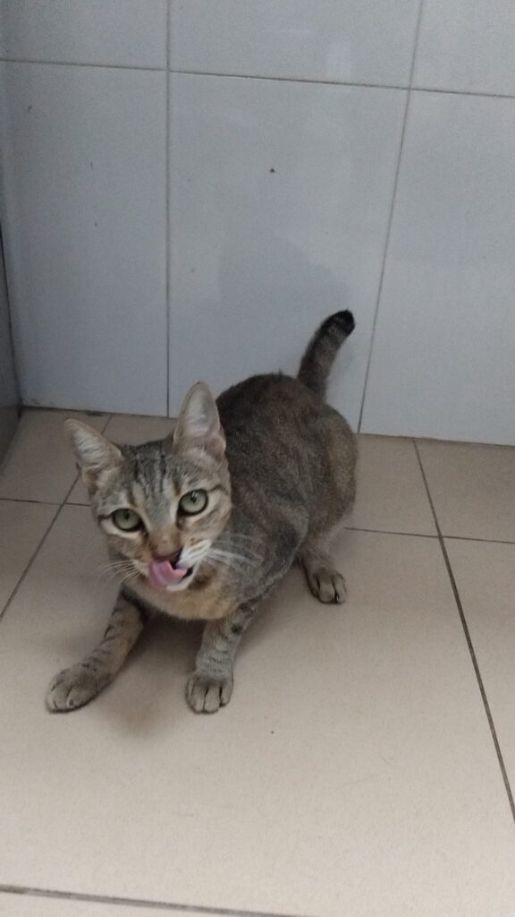gatita perdida abandonada condomina murcia lorquí miaullidos