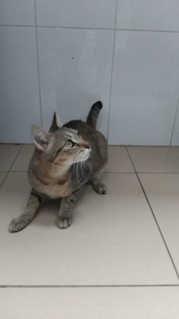 gatita perdida abandonada condomina murcia lorquí miaullidos